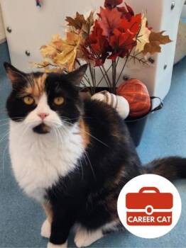 Rescue Domestic Medium Hair and Persian Cats for Adoption in Roseville, California - Rosie | PetCurious