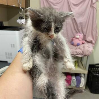 A613396 -  Domestic Medium Hair Cat for Adoption in Modesto, California - A613396 | PetCurious