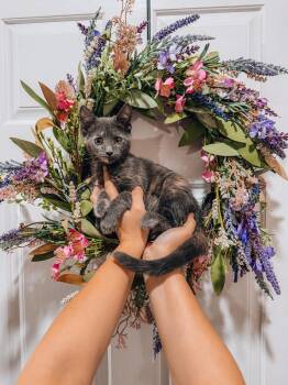 Kallopie -  Dilute Tortoiseshell Cat for Adoption in Goodyear, Arizona - Kallopie | PetCurious