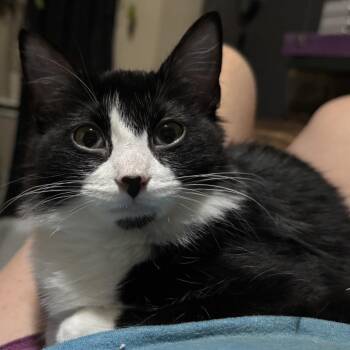 Figero -  Domestic Short Hair Cat for Adoption in Houston, Texas - Figero | PetCurious
