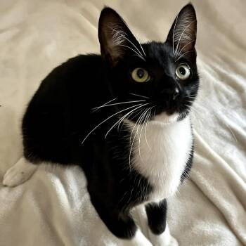 Kenobi -  Domestic Short Hair Cat for Adoption in Liverpool, Texas - Kenobi | PetCurious
