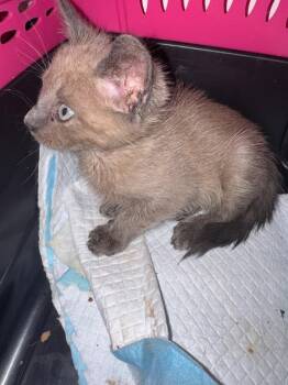 Siamese and Domestic Medium Hair Cats Available for Adoption in New Braunfels, Texas - Lavender | PetCurious
