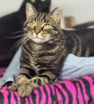 Rescue Domestic Short Hair Cats for Adoption in Mount Laurel Township, New Jersey - Micah Snow Angel | PetCurious