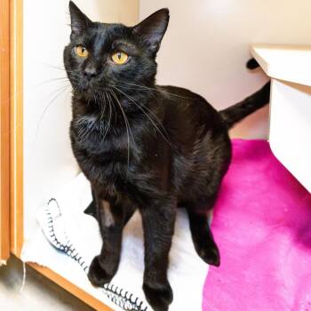 Ink -  Domestic Short Hair Cat for Adoption in South Elgin, Illinois - Ink | PetCurious