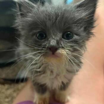 Kicks -  Snowshoe Cat for Adoption in Wichita, Kansas - Kicks | PetCurious