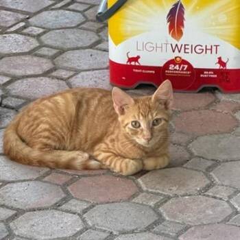 Tang -  Domestic Short Hair Cat for Adoption in NEW PT RICHEY, Florida - Tang | PetCurious