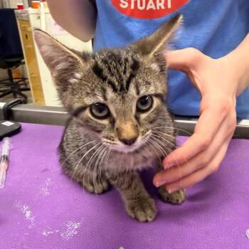 Marianne -  Domestic Short Hair Cat for Adoption in Indianapolis, Indiana - Marianne | PetCurious