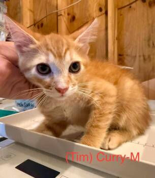 Curry -  Domestic Short Hair Cat for Adoption in Cloquet, Minnesota - Curry | PetCurious