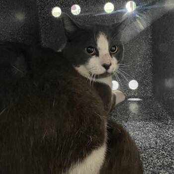 Domestic Short Hair Cats Available for Adoption in Lufkin, Texas - Jerky | PetCurious