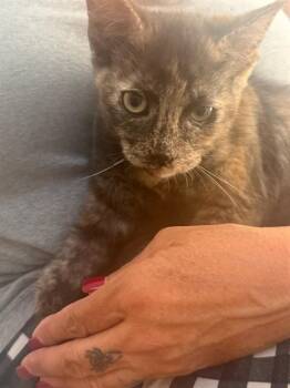 BEV -  Domestic Short Hair Cat for Adoption in Long Beach, California - BEV | PetCurious
