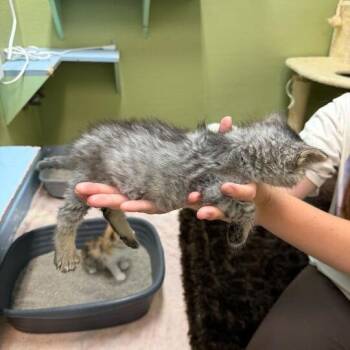 Cold Cut -  Domestic Medium Hair Cat for Adoption in Driggs, Idaho - Cold Cut | PetCurious