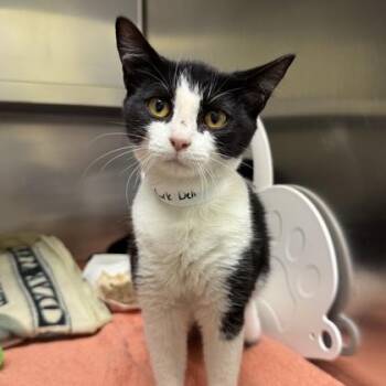 New York Deli -  Domestic Short Hair Cat for Adoption in Richmond, Virginia - New York Deli | PetCurious