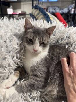 Domestic Short Hair Cats Available for Adoption - Nova | PetCurious