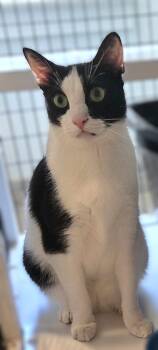 Rescue Domestic Short Hair Cats for Adoption in Warwick, New York - Desi | PetCurious