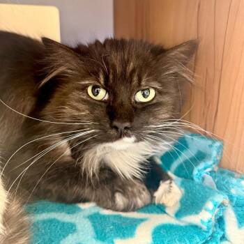 Dusk -  Domestic Long Hair Cat for Adoption in Cody, Wyoming - Dusk | PetCurious