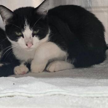 Tibb -  Domestic Short Hair Cat for Adoption in Tampa, Florida - Tibb | PetCurious