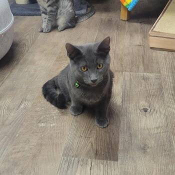 Biggie -  Domestic Short Hair Cat for Adoption in Grand Island, Nebraska - Biggie | PetCurious
