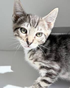 Rumbles -  Domestic Short Hair Cat Available for Adoption in Oakland, California - Rumbles | PetCurious