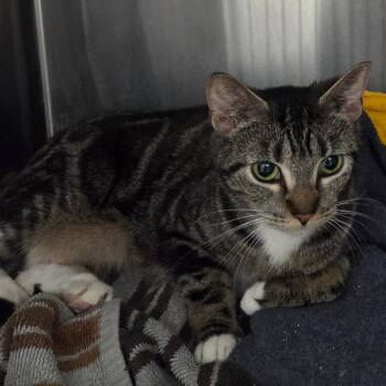 Dutchess -  Domestic Short Hair Cat for Adoption in Oneonta, New York - Dutchess | PetCurious