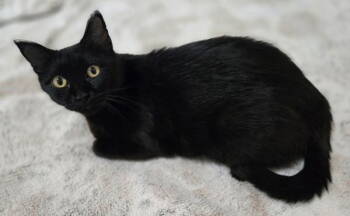 Rescue Domestic Short Hair Cats for Adoption in Fargo, North Dakota - Cinderella | PetCurious