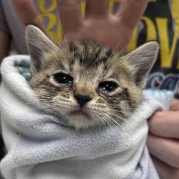 Domestic Short Hair Cats Available for Adoption in Summerville, South Carolina - Baja Blast @ PetSmart On Dorchester Road | PetCurious