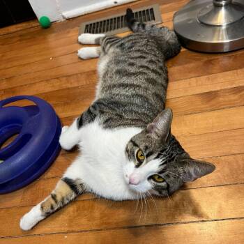 Burt (c2026) -  Domestic Short Hair Cat for Adoption in Skokie, Illinois - Burt (c2026) | PetCurious