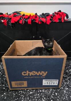 Haydn -  Domestic Short Hair Cat for Adoption in Lewisburg, Tennessee - Haydn | PetCurious
