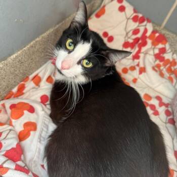 Mr. Tuxedo -  Domestic Short Hair Cat for Adoption in Chicago, Illinois - Mr. Tuxedo | PetCurious