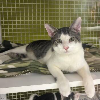 Whiskey -  Domestic Short Hair Cat for Adoption in Bridgeport, Connecticut - Whiskey | PetCurious