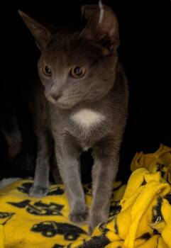 Binky -  Domestic Short Hair Cat for Adoption in Tucson, Arizona - Binky | PetCurious