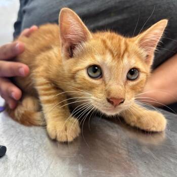 Harold -  Domestic Short Hair Cat for Adoption in Corpus Christi, Texas - Harold | PetCurious