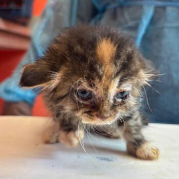 Pastel -  Domestic Medium Hair Cat for Adoption in Newark, New Jersey - Pastel | PetCurious