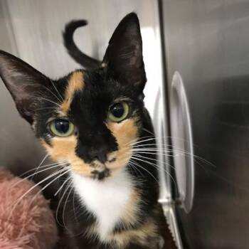 Carol -  Domestic Short Hair Cat for Adoption in West Palm Beach, Florida - Carol | PetCurious