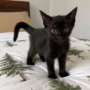 Crumpet (in Stevensville, MD) -  Domestic Short Hair Cat for Adoption - Crumpet (in Stevensville, MD) | PetCurious