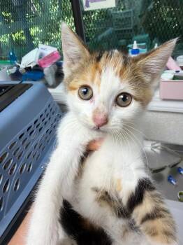 Ramen -  Domestic Short Hair Cat for Adoption in Pomona, New York - Ramen | PetCurious