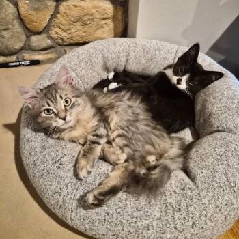 Domestic Long Hair Cats Available for Adoption - Captain | PetCurious