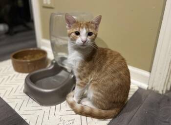 Rescue Domestic Short Hair Cats for Adoption in Plainfield, Illinois - Gracie | PetCurious
