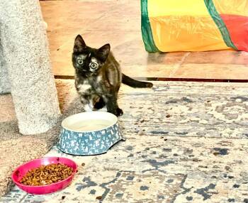 Rescue Tortoiseshell Cats for Adoption in Gilroy, California - Butterscotch | PetCurious