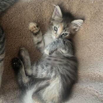 Rescue Domestic Medium Hair Cats for Adoption in Bentonville, Arkansas - Tigress | PetCurious