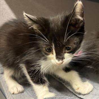 Fuzzy Fred -  Domestic Short Hair Cat for Adoption in Goleta, California - Fuzzy Fred | PetCurious