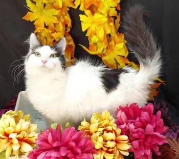 Rescue Domestic Medium Hair Cats for Adoption in Salt Lake City, Utah - SnapDragon | PetCurious