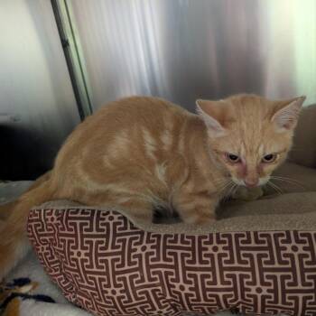Joe -  Domestic Short Hair Cat for Adoption in Emporia, Kansas - Joe | PetCurious