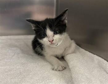 Domestic Short Hair Cats Available for Adoption in Thousand Palms, California - DUCHESS | PetCurious