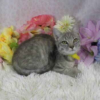 Rescue Extra Toes Cat Hemingway Polydactyl and Domestic Short Hair Cats for Adoption in Hood River, Oregon - Merry | PetCurious