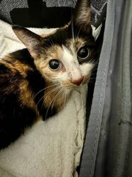 TROUP LEADER -  Domestic Short Hair Cat for Adoption in Boston, Massachusetts - TROUP LEADER | PetCurious