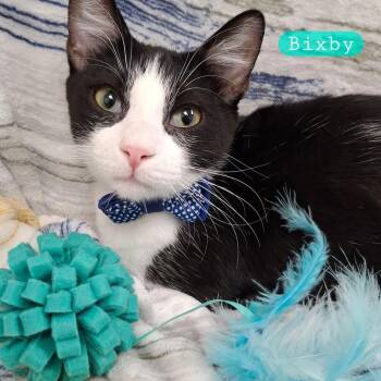 Domestic Short Hair and Tuxedo Cats Available for Adoption - :::Bixby::: | PetCurious