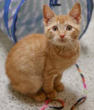 Ginger -  Domestic Short Hair Cat for Adoption in Baraboo, Wisconsin - Ginger | PetCurious