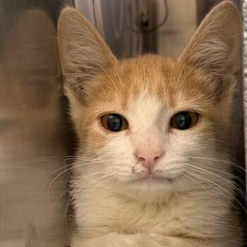 SAS-A-90063 -  Domestic Short Hair Cat for Adoption in Milton, Florida - SAS-A-90063 | PetCurious
