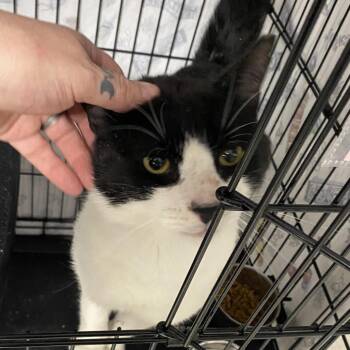 26-174 Espresso -  Domestic Short Hair Cat for Adoption in North Branford, Connecticut - 26-174 Espresso | PetCurious