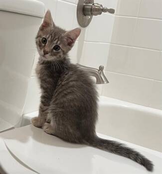 Rescue Domestic Short Hair Cats for Adoption in Colorado Springs, Colorado - LONDON | PetCurious